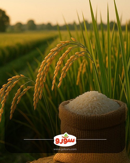قدمت برنج در جهان تاریخچه با سورو