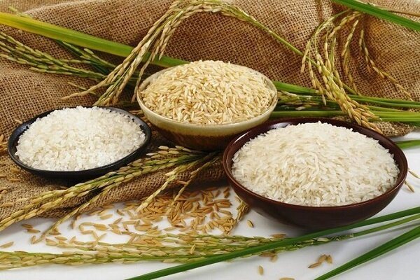 What is modified rice?